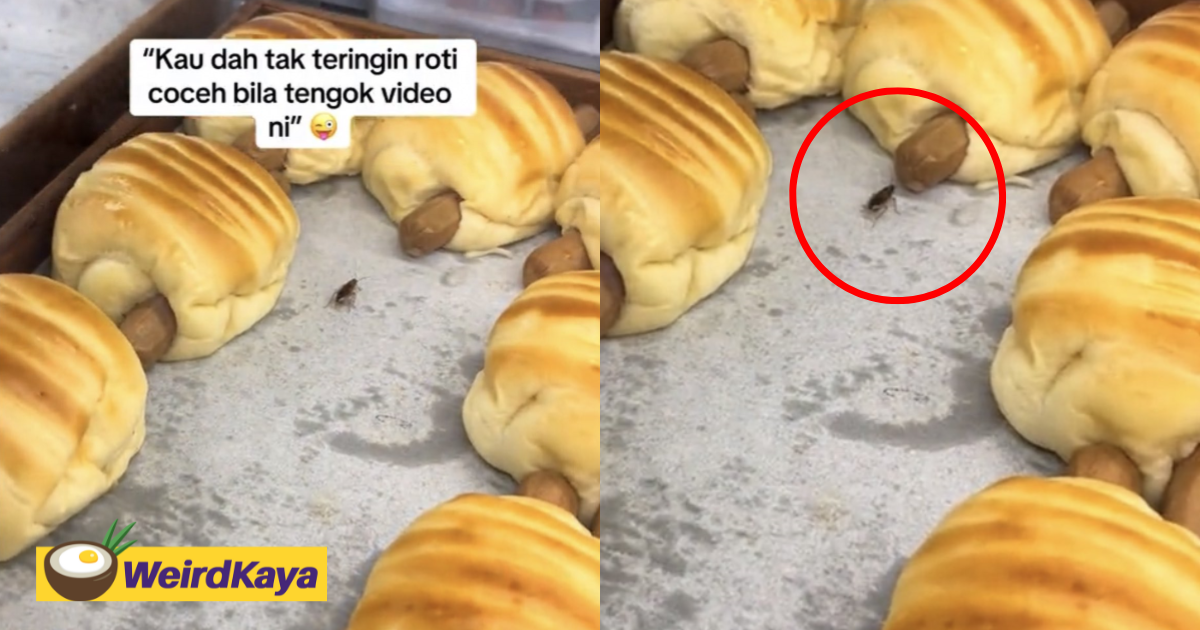 M'sian woman horrified to find tiny cockroach crawling inside display case at local bakery | weirdkaya