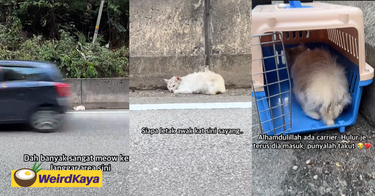 M'sian woman rescues cat which was left abandoned & shivering by busy roadside | weirdkaya