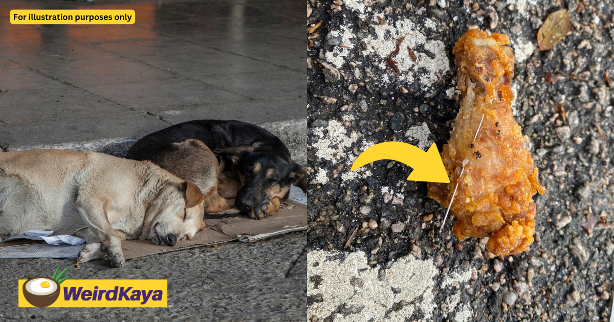 M'sian woman shocked to find needle stuck inside fried chicken meant to feed stray dogs with | weirdkaya