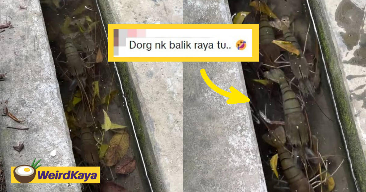 M'sian woman surprised to find big prawns scuttling inside drain, amuses netizens | weirdkaya