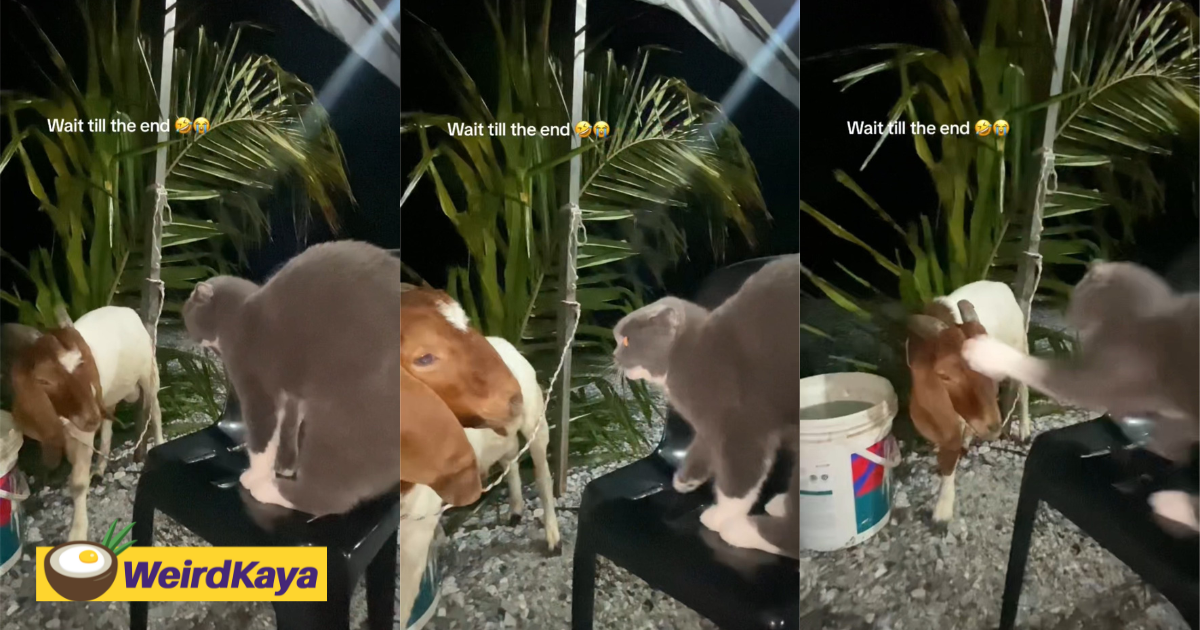 M'sians amused by viral clip of cat hitting goat in the face for no reason | weirdkaya