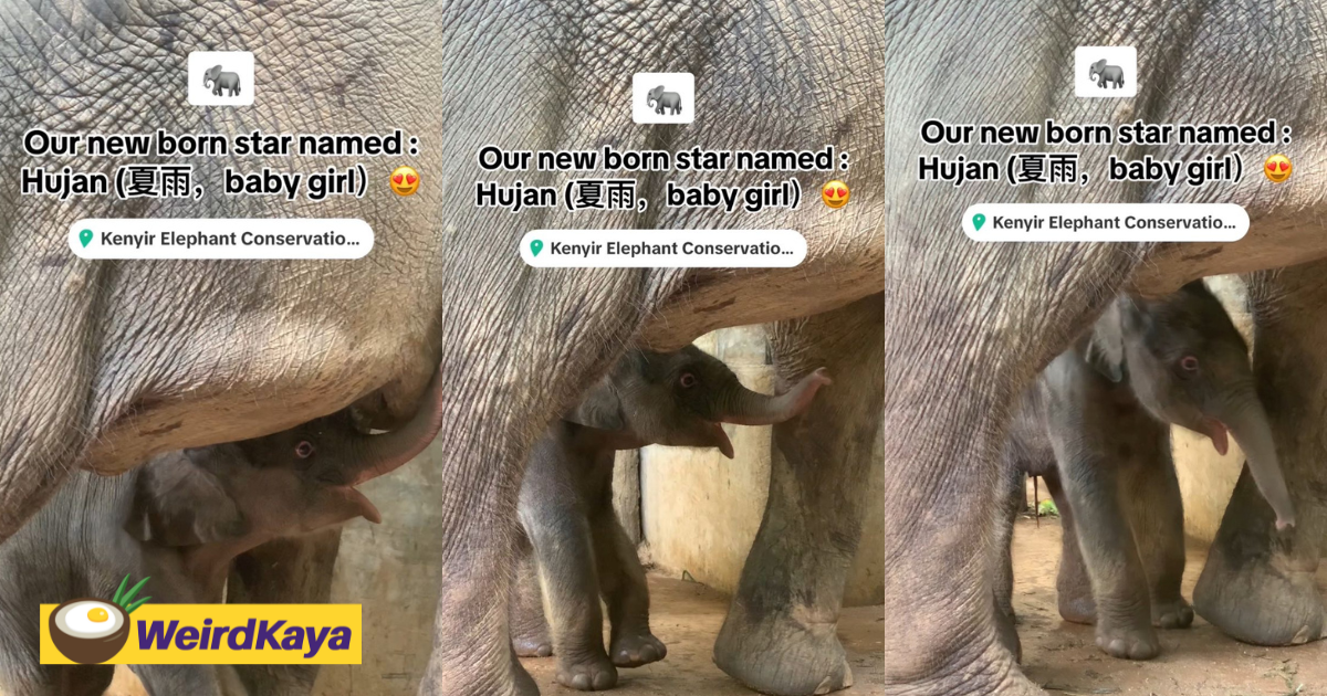 M'sians are in love with ‘hujan,’ the newborn elephant at terengganu sanctuary | weirdkaya