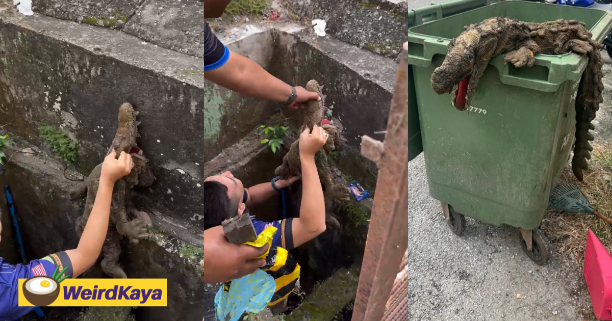 M'sians attempt to save crocodile stuck inside drain, but it turned out to be a plushie | weirdkaya