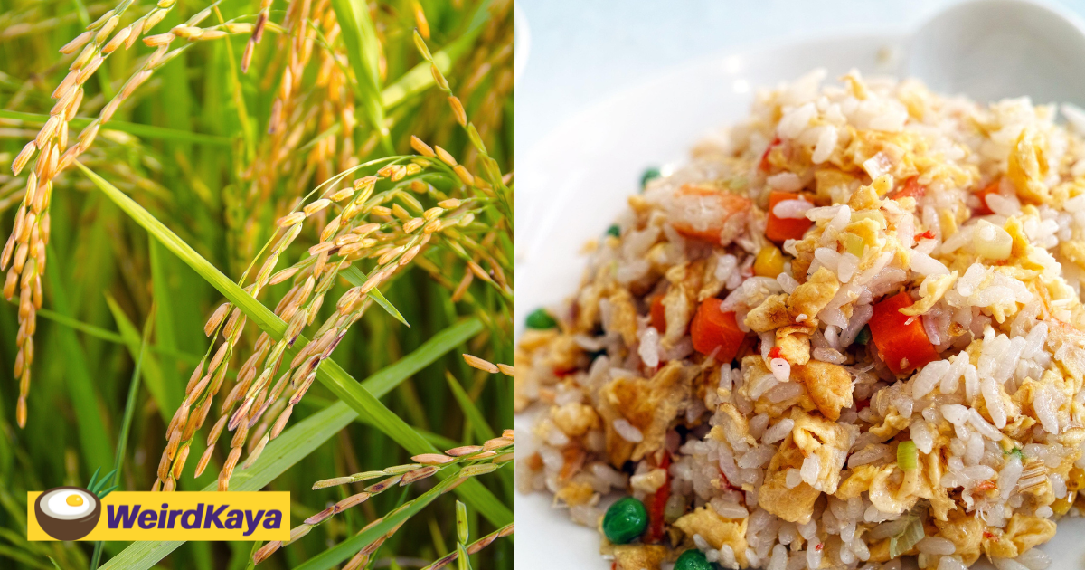 M'sians can only purchase 100kg of local rice per pax following new govt' rule  | weirdkaya