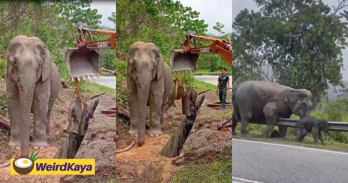 M'sians save baby elephant stuck inside drain while its mother calmly looks on | weirdkaya