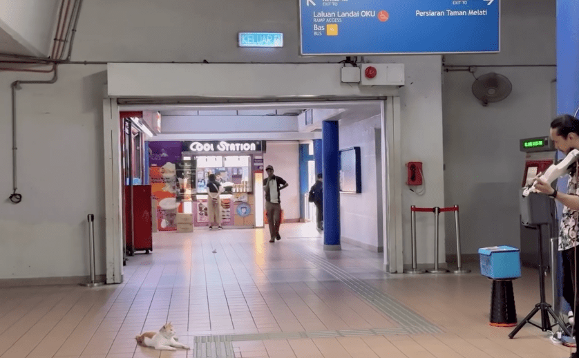 M’sians Spot Another Cat At LRT Taman Melati That Loves Watching Buskers Perform