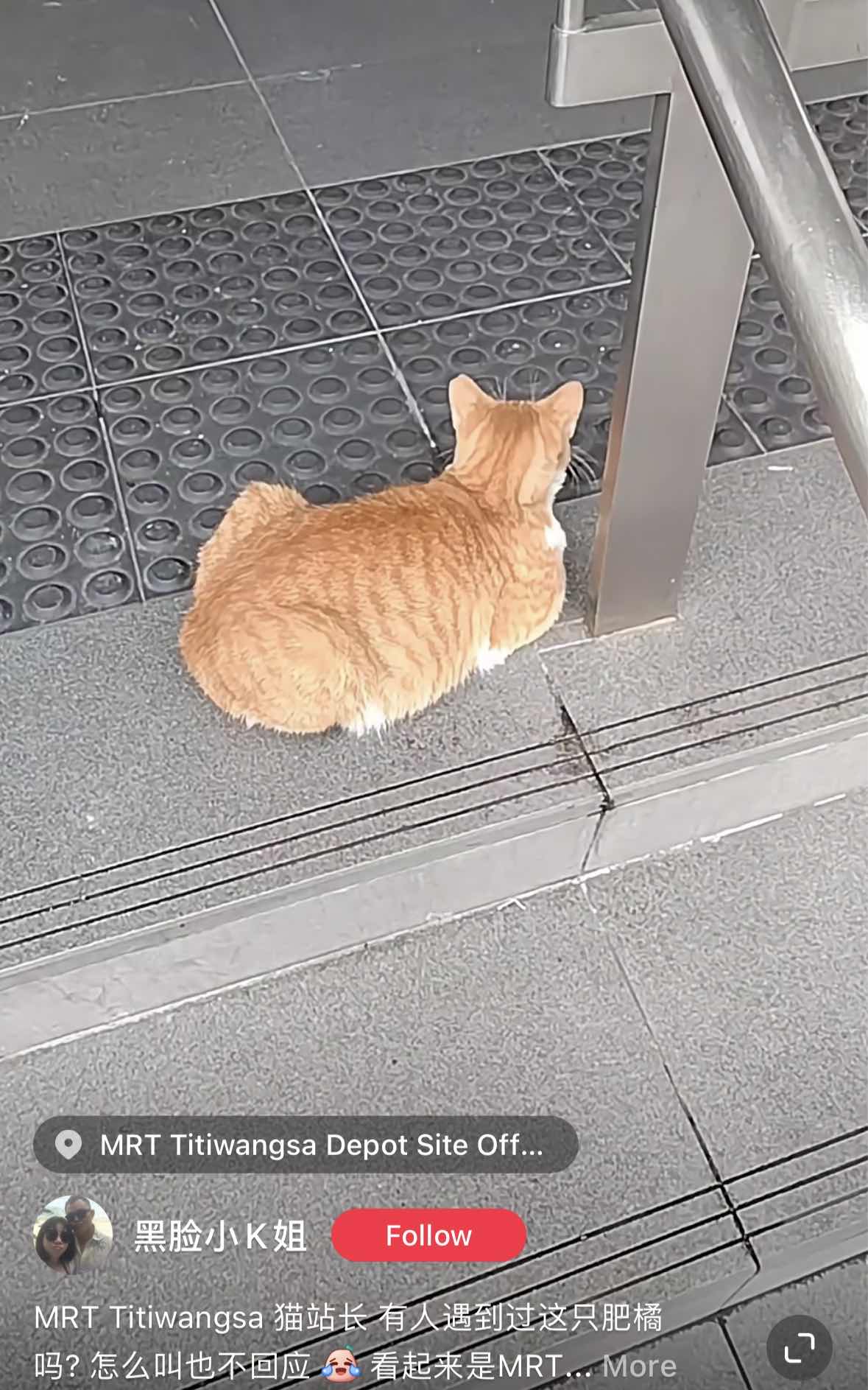 M'sians spot chubby oyen at mrt titiwangsa, acting as station master & giving a cat-titude | weirdkaya