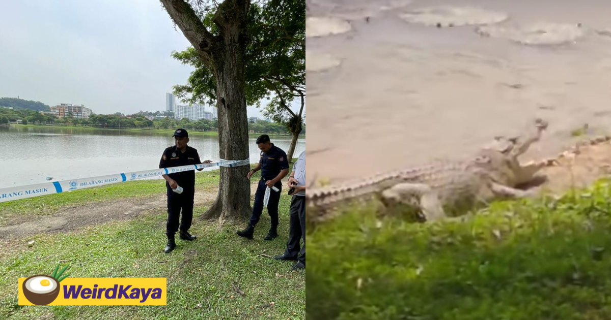 M’sians warned to be wary after crocodile gets spotted at shah alam’s section 7 lake | weirdkaya