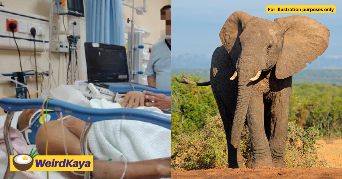 Nepal Worker Gets Dragged, Trampled On By Wild Elephant In Kelantan