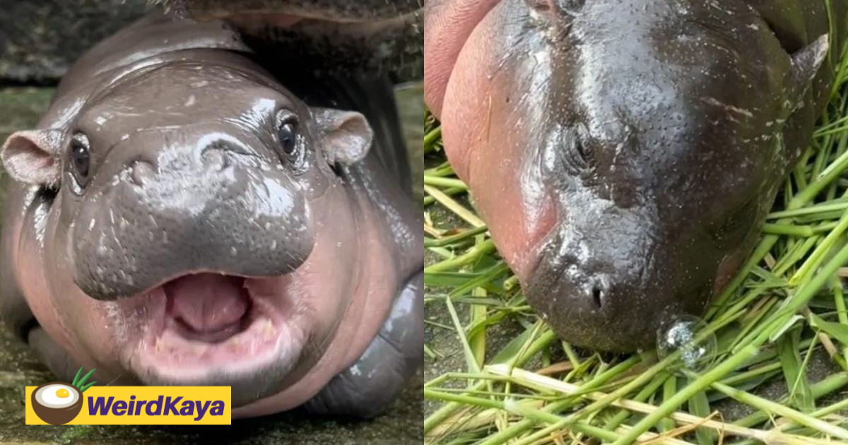 Netizens Amused By Moo Deng Blowing Snot Bubble From Her Nose At Thailand Zoo