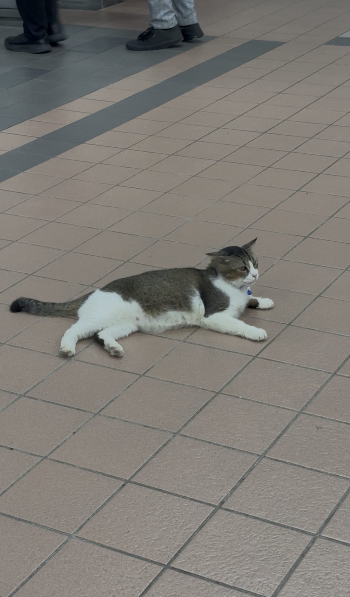 new-cat-at-lrt-wangsa-maju.jpg