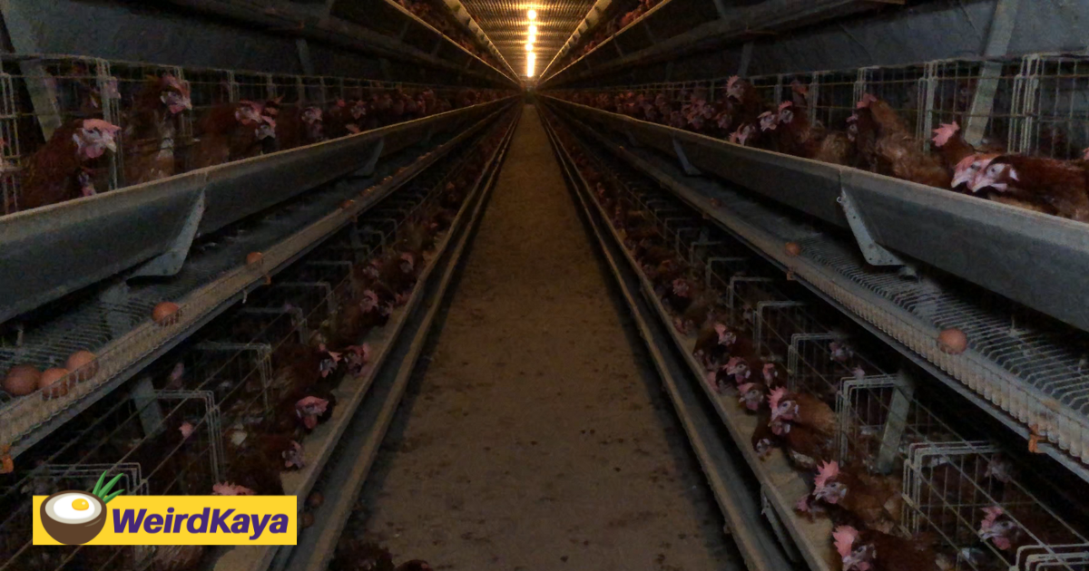 New investigation reveals shocking reality of egg production in malaysia | weirdkaya