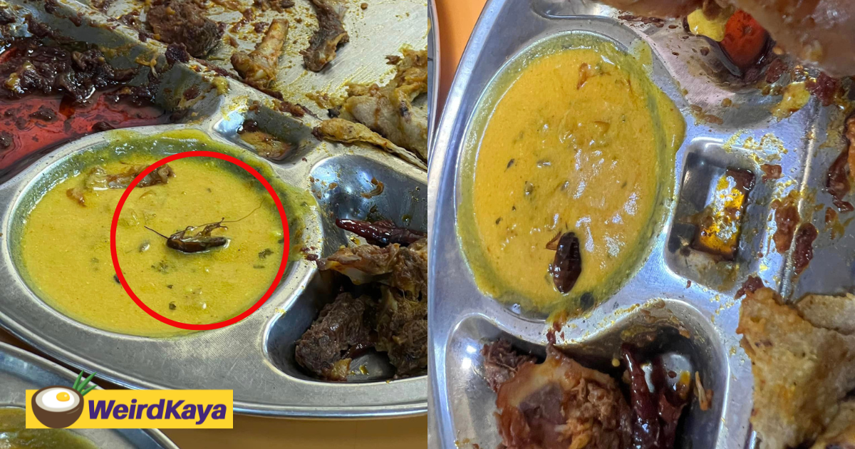 ‘new recipe? ’- m'sian man horrified to find dead cockroach in dhal curry at kl restaurant | weirdkaya