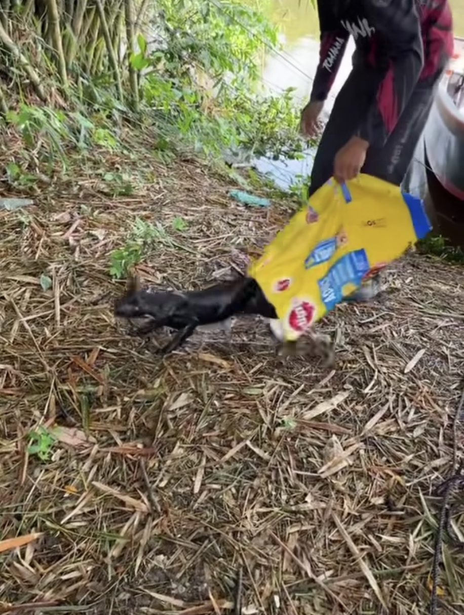 Newborn kittens found wrapped in a bag and thrown into river in penang 3