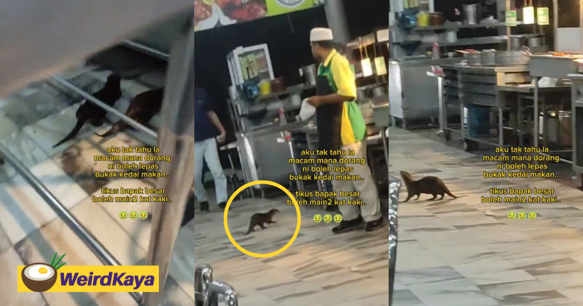 'not rats' - m'sian surprised to see otters running around mamak restaurant in perak | weirdkaya