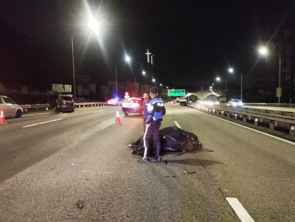 M'sian man dies after car collides with cow on north-south expressway | weirdkaya