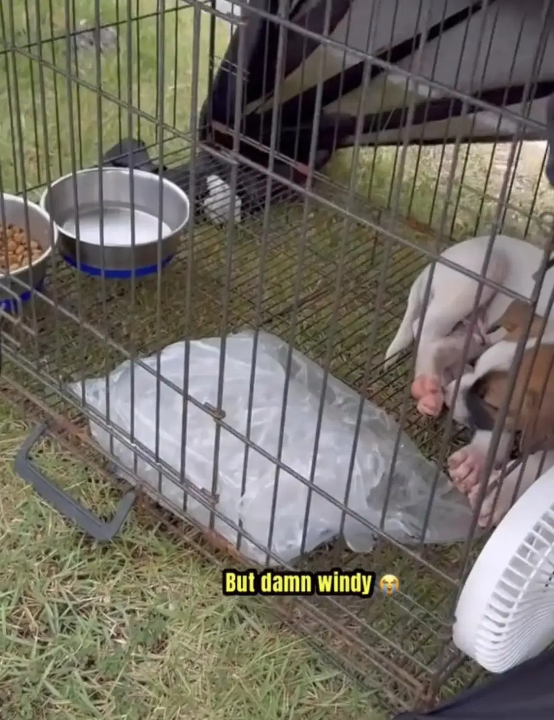 One of his puppies