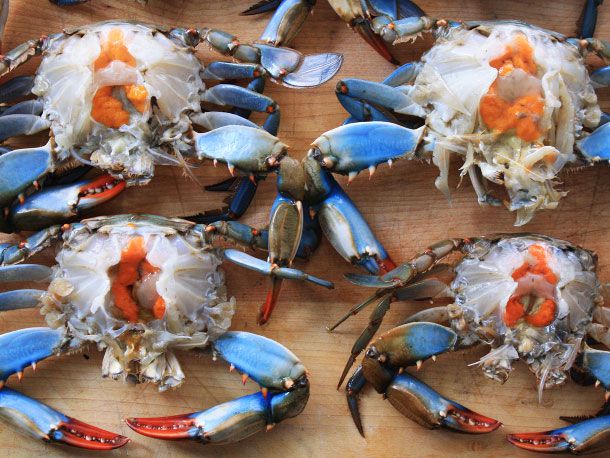 Crabs with orange markings