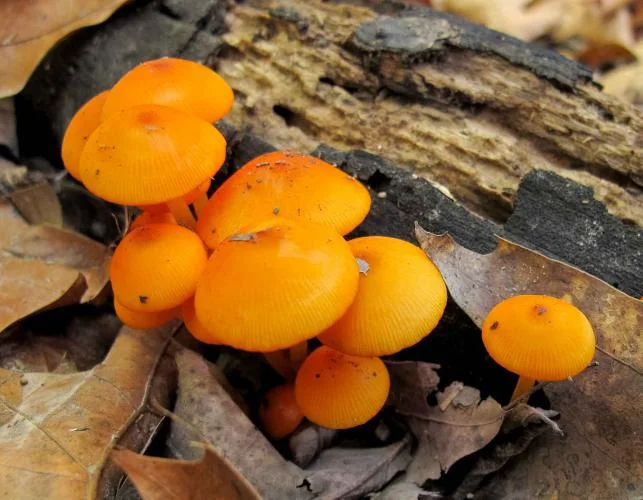 Here are 7 tips on how to identify poisonous mushrooms so that you won't end up in the hospital