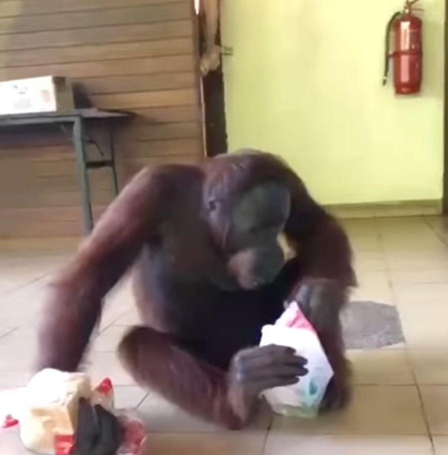 Orangutan checks milk carton