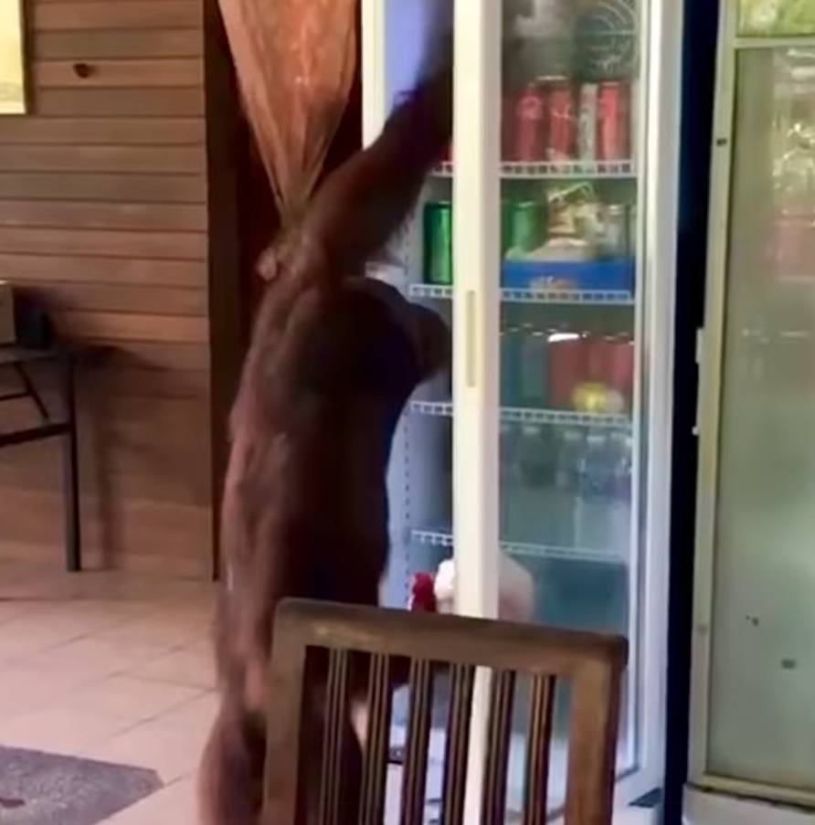 Orangutan looks for drinks at sabah cafe