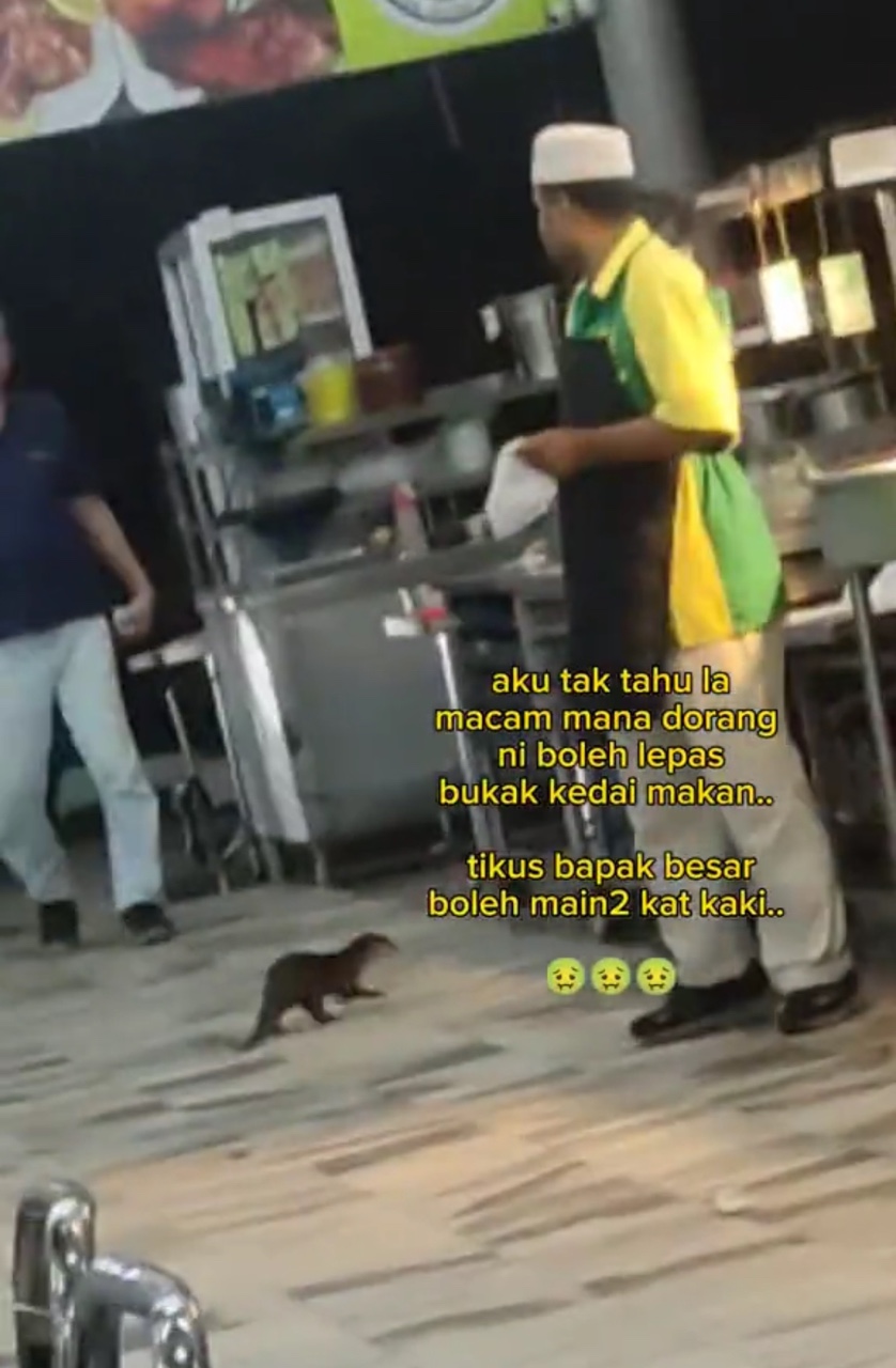 Otter roaming in restaurant while the staff in looking at it