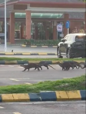 Otters roaming on the road