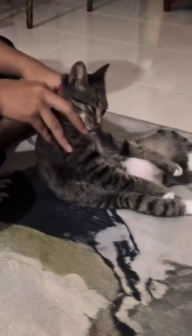 Owner giving theri cat massage