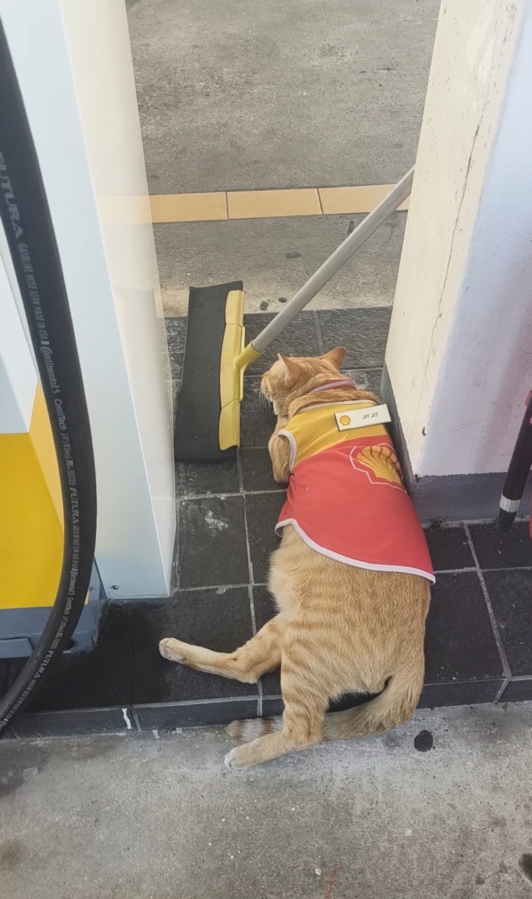 Oyen at shell petrol station sleeping on the ground