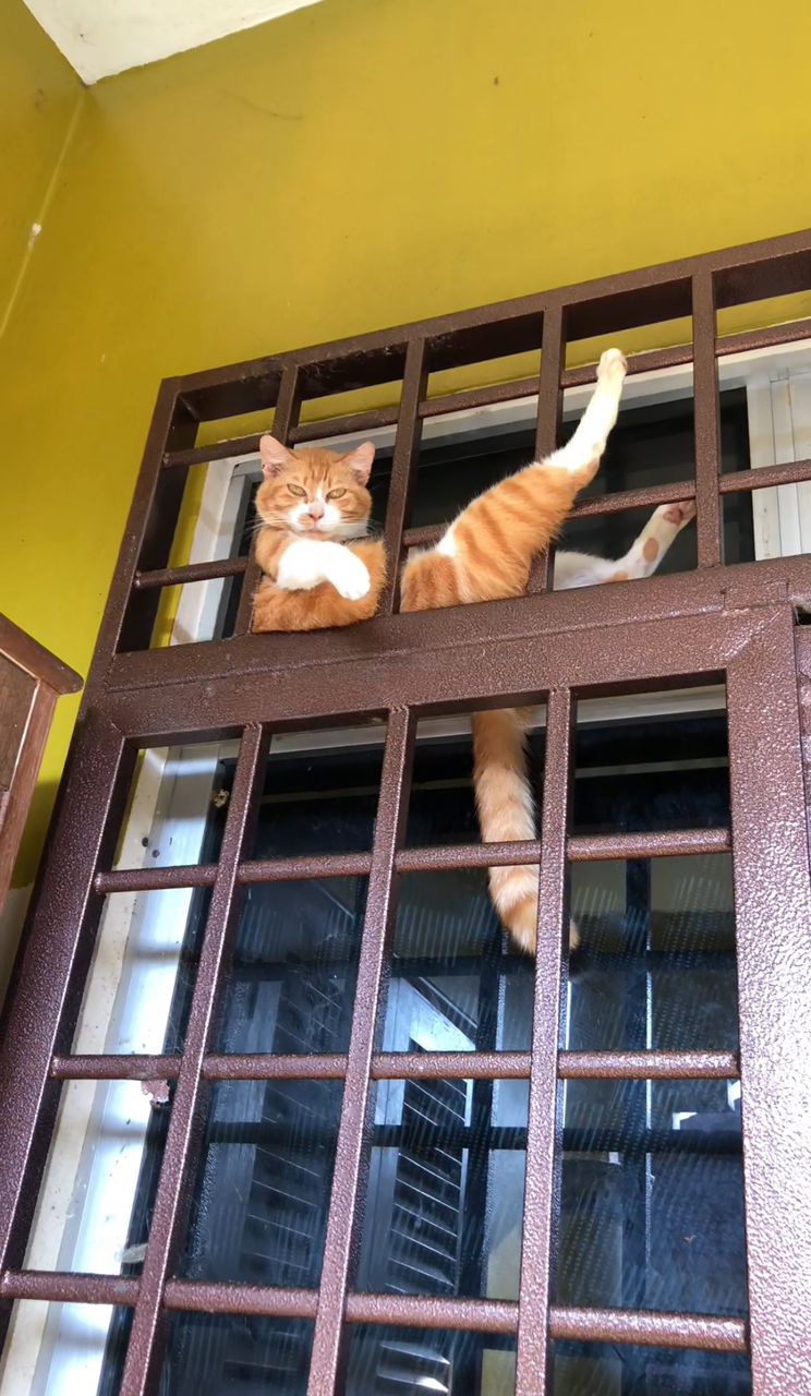 Oyen giving annoyed look while sitting on top of gate