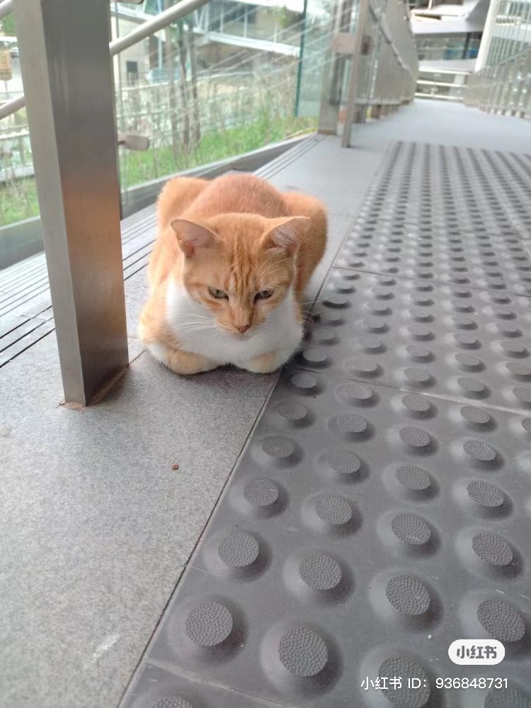 M'sians spot chubby oyen at mrt titiwangsa, acting as station master & giving a cat-titude | weirdkaya