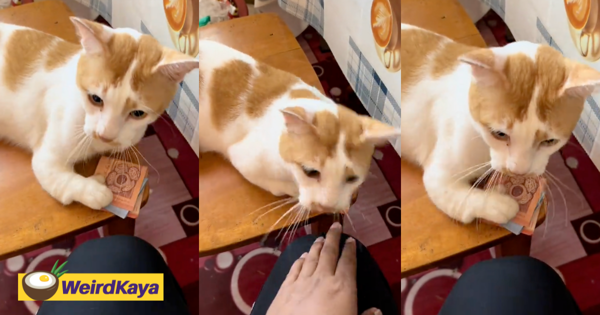 Oyen refuses to 'lend' its cash to m'sian man, protects it with swats & hisses | weirdkaya