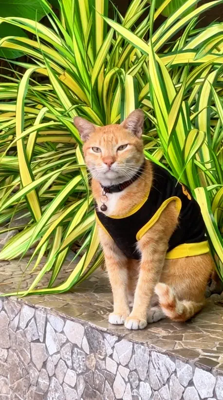 oyen-security-guard-at-the-waterfront-hotel-kuching.png
