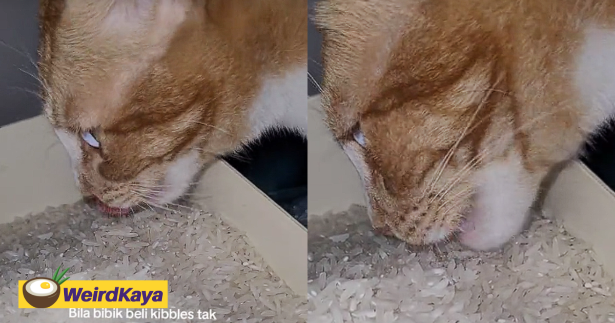 Oyen seen munching away raw rice like the best food in the world, amused netizen | weirdkaya