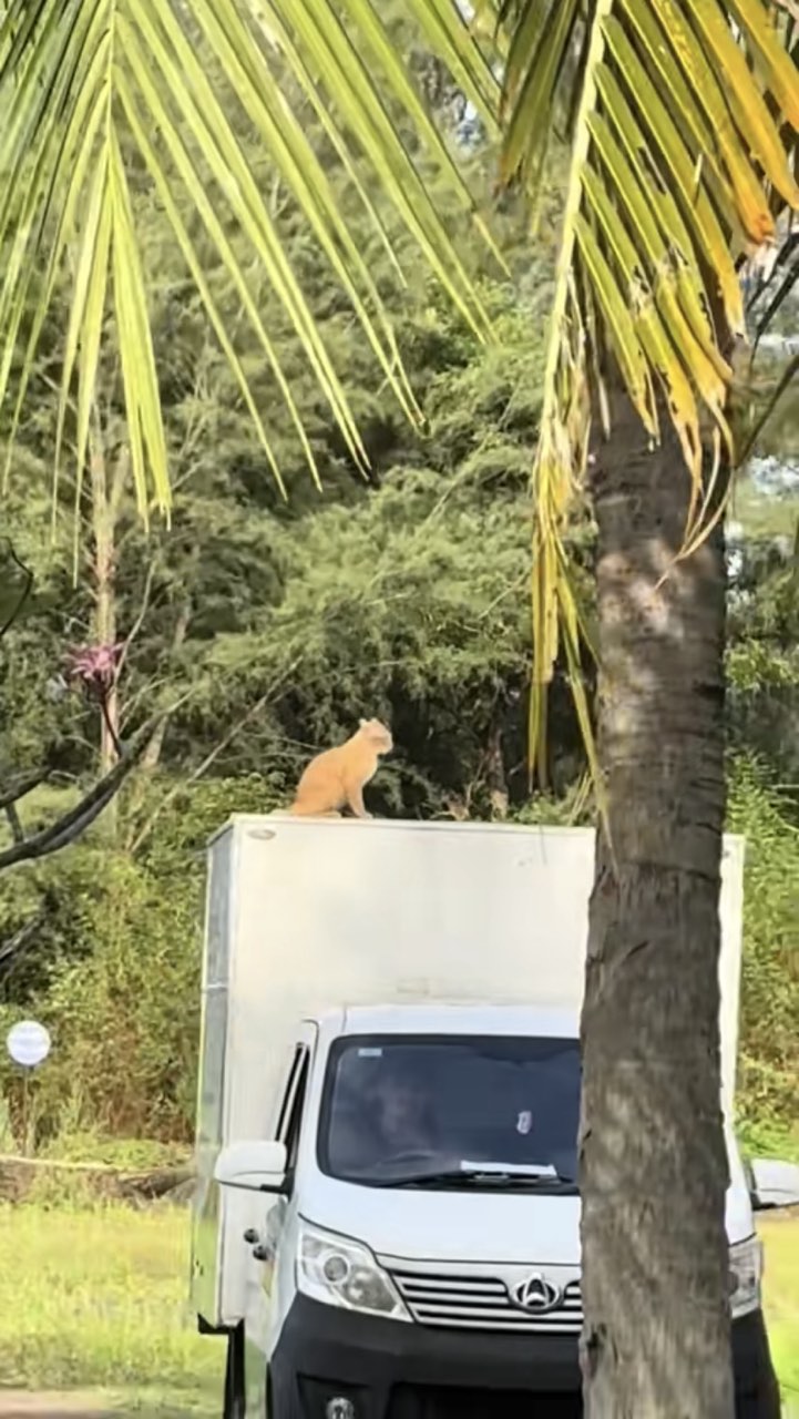Oyen chilling on top of moving lorry is the vibe we all strive to have | weirdkaya