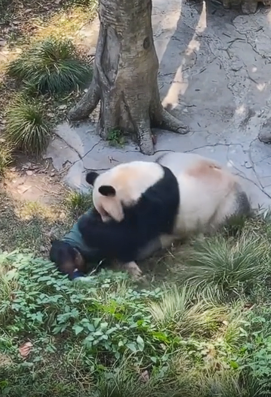 Panda attack zoo keeper in china (1)