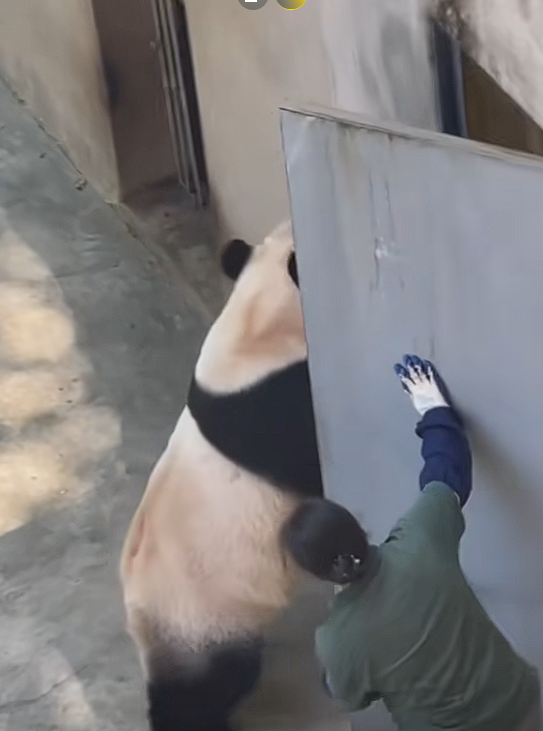 Panda attemping to escape