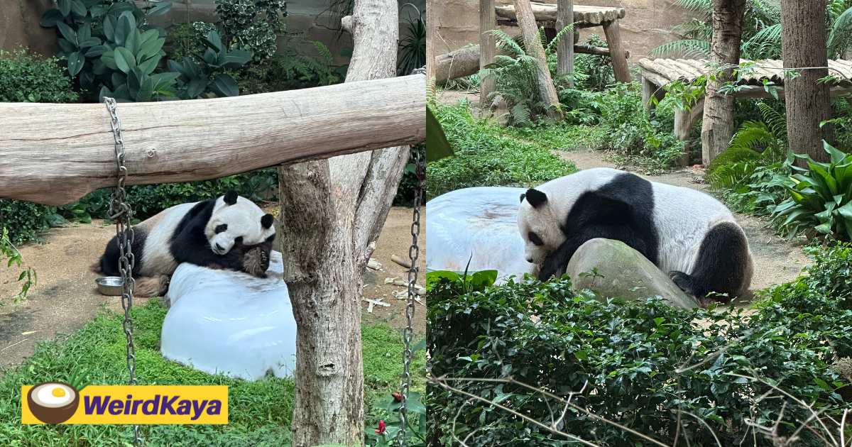 Panda cubs born in m'sia, yi yi & sheng yi, will be returned to china on aug 29 | weirdkaya
