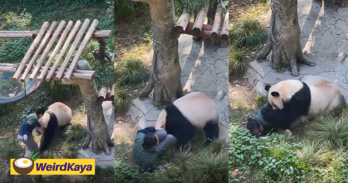 Panda seen attacking china zookeeper on camera after being startled | weirdkaya