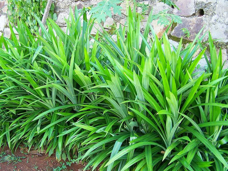 Pandan leaves