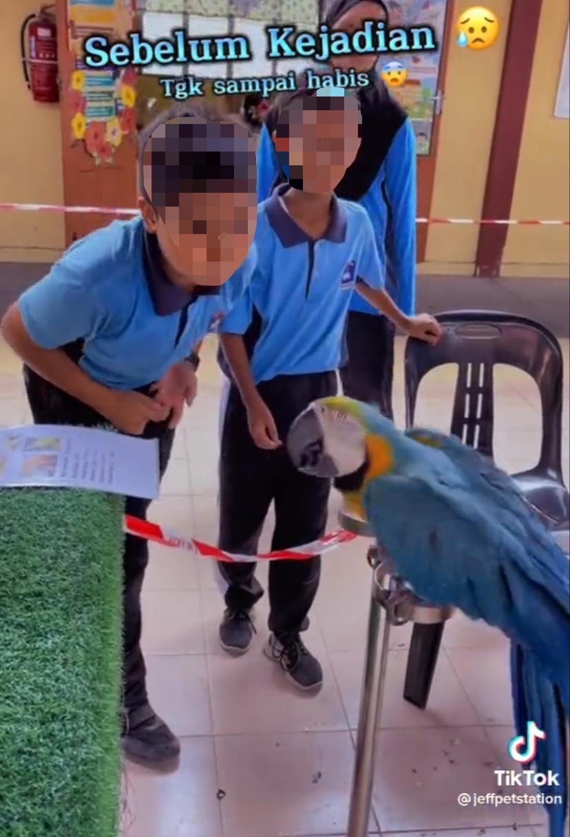 M'sian schoolboy tries to be cheeky with parrot, cries after he gets pecked