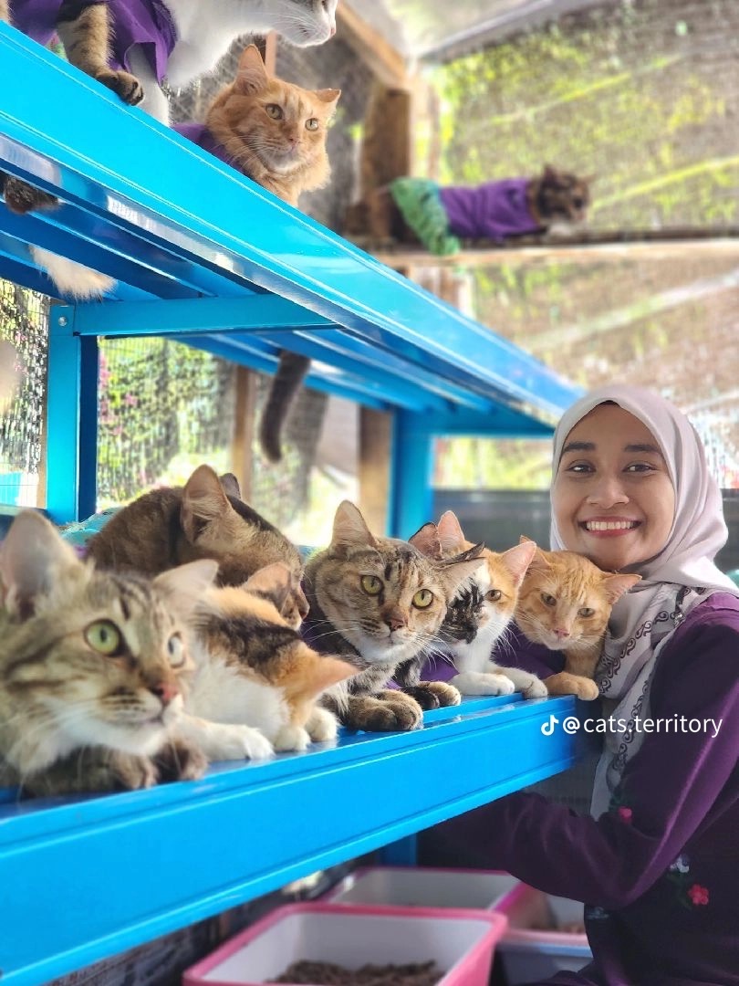 Penang woman makes matching raya outfits for her 61 cats and it's guaranteed to make you melt 4