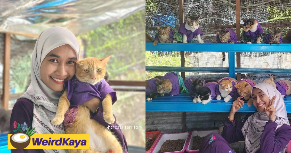 Penang woman makes matching raya outfits for her 61 cats and it's guaranteed to make you melt  | weirdkaya