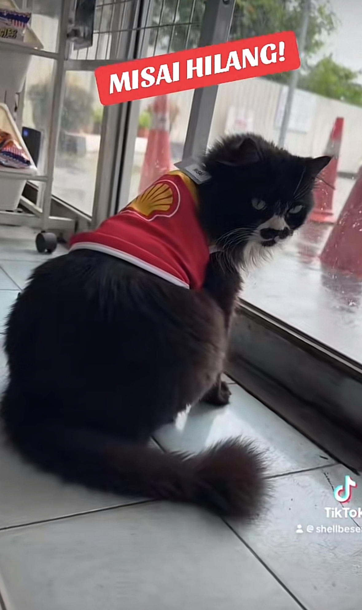 Perlis Petrol Station Pleads For Return Of Sick Cat “Misai” After CCTV Shows He Was Taken By Hilux Driver
