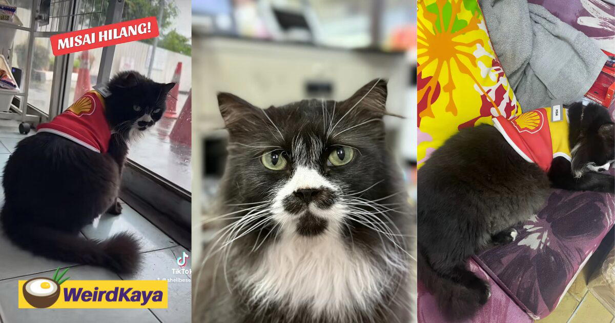 Perlis Petrol Station Pleads For Return Of Their Sick Cat After CCTV Shows He Was Taken By Hilux Driver