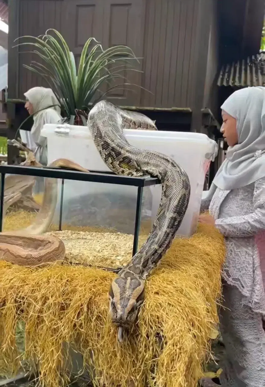 Petting zoo on their wedding