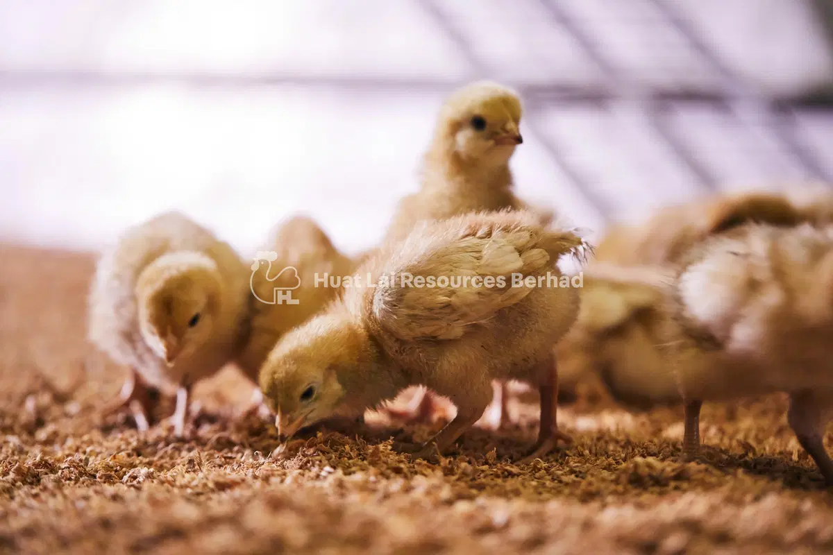 CF Chick Flocks WM