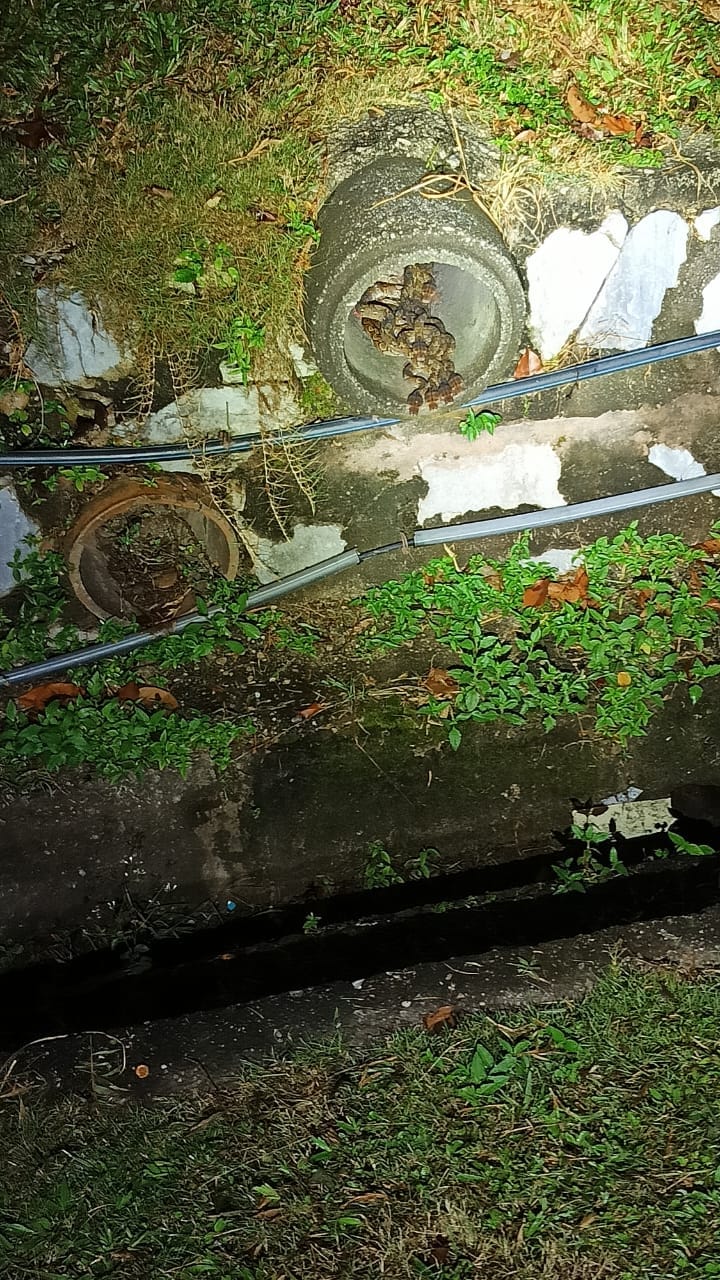 Photo of 29 pythons inside drain in shah alam