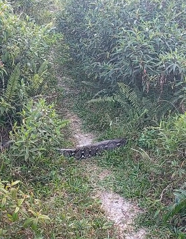 Python crossing road