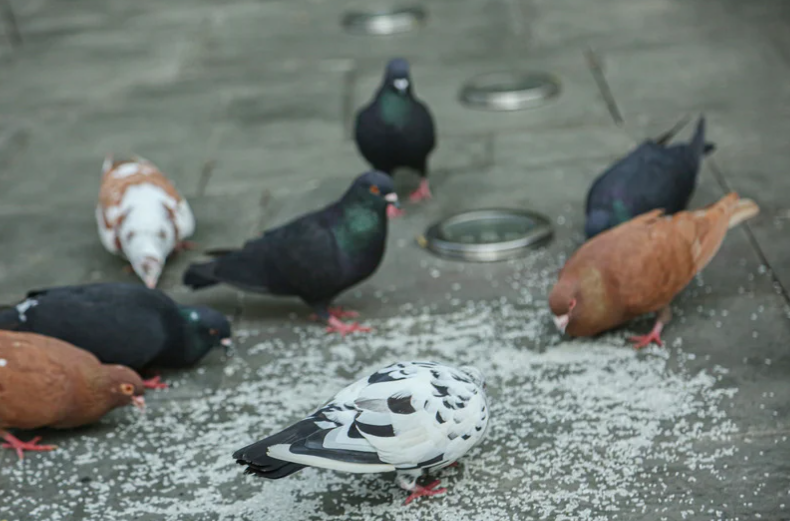 pigeons